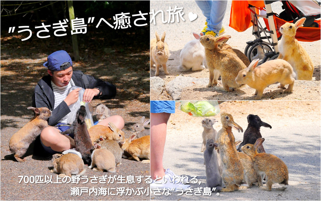 [遊記] 廣島/大久野島：700隻餓虎撲羊療癒兔兔