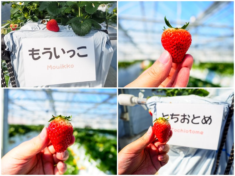 [遊記] 仙台採草莓吃到飽! 一莓一笑松森農場